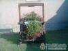 Bog�r Sz�ll� - Kisk�r�s - Nagy�t�shoz kattintson a k�pre!