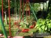 C�drus Apartman - Kisk�r�s - Nagy�t�shoz kattintson a k�pre!