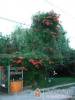 Csufor Vend�gh�z - Noszvaj - Nagy�t�shoz kattintson a k�pre!