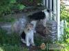 Di�f�s Vend�gh�z - Miskolctapolca - Nagy�t�shoz kattintson a k�pre!