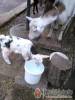 Di�f�s Vend�gh�z - Miskolctapolca - Nagy�t�shoz kattintson a k�pre!
