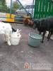 Di�f�s Vend�gh�z - Miskolctapolca - Nagy�t�shoz kattintson a k�pre!