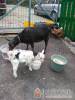 Di�f�s Vend�gh�z - Miskolctapolca - Nagy�t�shoz kattintson a k�pre!