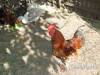 �va Vend�gh�z - Sz�kkutas - Nagy�t�shoz kattintson a k�pre!
