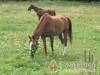 Feh�rk�l�pa Turistah�z �s Kemping - Feh�rk�l�pa - Nagy�t�shoz kattintson a k�pre!