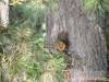 F�nyespusztai Pihen�h�z - Par�dsasv�r - Nagy�t�shoz kattintson a k�pre!