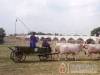 Hajdu Lovasudvar - Hortob�gy - Nagy�t�shoz kattintson a k�pre!