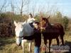 Hajdu Lovasudvar - Hortob�gy - Nagy�t�shoz kattintson a k�pre!