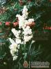 Kuck� Pihen�h�z - Kiskunlach�za - Nagy�t�shoz kattintson a k�pre!