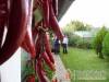 Kutasipuszta Vend�gh�z - Sz�kkutas - Nagy�t�shoz kattintson a k�pre!