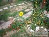 Napraforg� Vend�gh�z - Nemti - Nagy�t�shoz kattintson a k�pre!