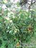 Nefelejcs Apartman - Szilv�sv�rad - Nagy�t�shoz kattintson a k�pre!