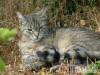 N�gy �vszak Vend�gh�z - K�v�g�sz�l�s - Nagy�t�shoz kattintson a k�pre!