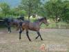 N�gy �vszak Vend�gh�z - K�v�g�sz�l�s - Nagy�t�shoz kattintson a k�pre!