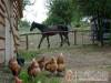 N�gy �vszak Vend�gh�z - K�v�g�sz�l�s - Nagy�t�shoz kattintson a k�pre!