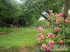 R�zsasz�n B�ka Vend�gh�z - Pilisszentkereszt - Nagy�t�shoz kattintson a k�pre!