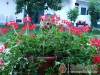 Sajugi K�ria - �cstesz�r - Nagy�t�shoz kattintson a k�pre!