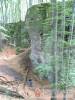 T�lgy Lak - Pilisszentkereszt - Nagy�t�shoz kattintson a k�pre!