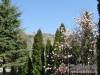 Tulip�nfa Vend�gh�z - Noszvaj - Nagy�t�shoz kattintson a k�pre!