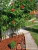 Vadsz�l� Vend�gh�z - Bog�cs - Nagy�t�shoz kattintson a k�pre!