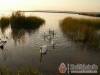 Varga Panzi� - G�rdony - Nagy�t�shoz kattintson a k�pre!