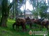 V�zsonyv�lgy Panzi�-�tterem - Nagyv�zsony - Nagy�t�shoz kattintson a k�pre!