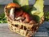 Haranghegyi Hajl�k - Martonyi - Nagy�t�shoz kattintson a k�pre!