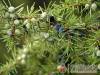V�nep�rf�s Tanya - Izs�k - Nagy�t�shoz kattintson a k�pre!