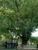 V�nep�rf�s Tanya - Izs�k - Nagy�t�shoz kattintson a k�pre!
