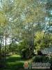 V�nep�rf�s Tanya - Izs�k - Nagy�t�shoz kattintson a k�pre!