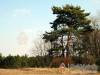 V�nep�rf�s Tanya - Izs�k - Nagy�t�shoz kattintson a k�pre!