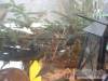 Z�ld Di� Vend�gh�z - V�s�rosnam�ny - Nagy�t�shoz kattintson a k�pre!