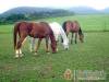 Z�ld Vend�gh�z - Cser�pfalu - Nagy�t�shoz kattintson a k�pre!