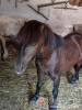 Póni Kuckó Vendégház és Minifarm - Hosszúvölgy - Nagyításhoz kattintson a képre!