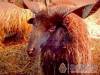 Póni Kuckó Vendégház és Minifarm - Hosszúvölgy - Nagyításhoz kattintson a képre!