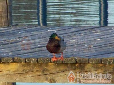 Tea Apartman (Nyugat-Dunántúl > Zala megye > Balatongyörök)