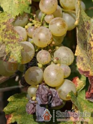 Torkolat Panzió (North Hungary > Borsod-Abaúj-Zemplén megye > Tokaj)